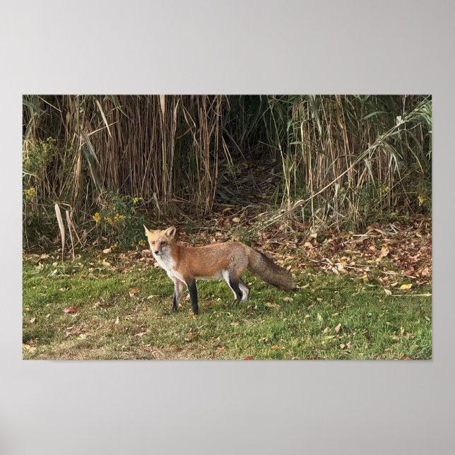 Affiche photo de renard (Devant)