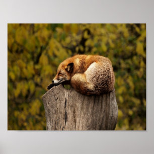 Affiche photo de renard endormi