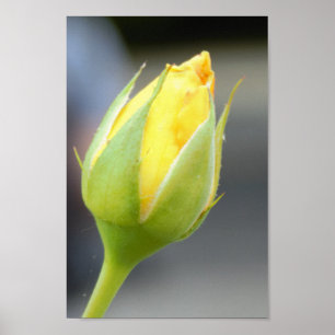 Affiche Photo de Rosebud jaune