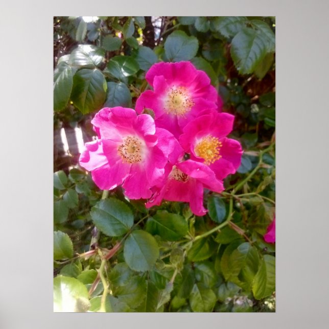 Affiche Photo de roses  (Devant)