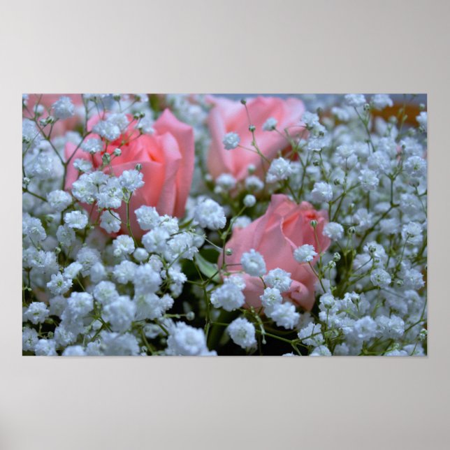 Affiche Photo de roses roses (Devant)