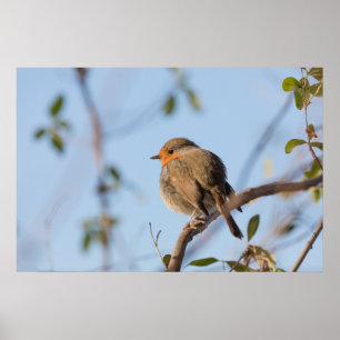 Affiche Photo de Rouge-gorge Naturel