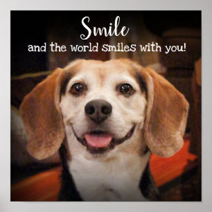 Affiche Photo de sourire de chien mignon de beagle de