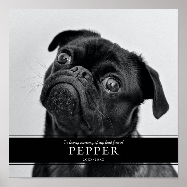 Affiche Photo de souvenir de chien de compagnie moderne en (Devant)