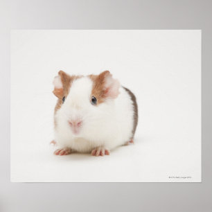 Affiche Photo de studio de Guinea Pig
