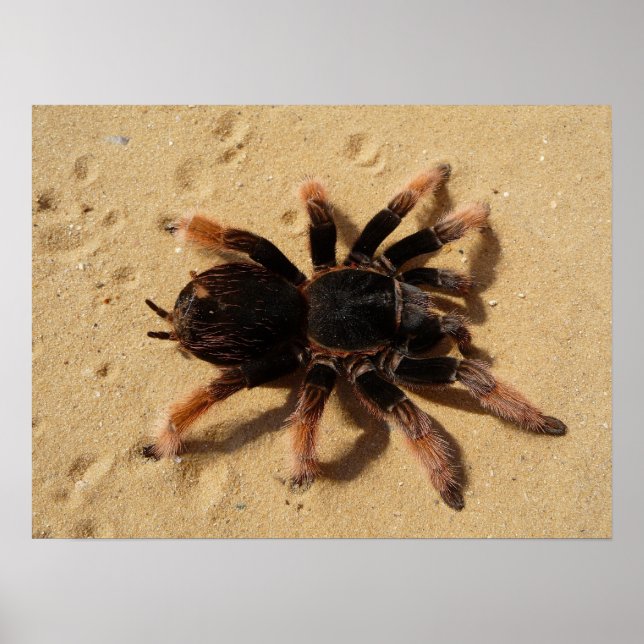 Affiche Photo de tarentule (Devant)