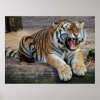 Affiche photo de tigre rugissant en colère