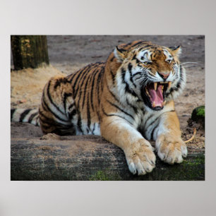 Affiche photo de tigre rugissant en colère