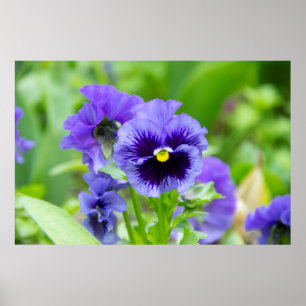 Affiche Photo de violettes bleues et bleu pâle