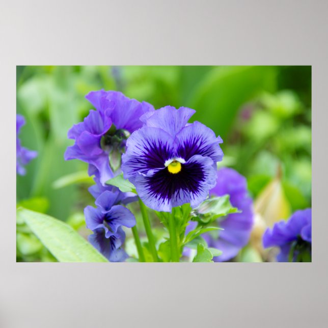 Affiche Photo de violettes bleues et bleu pâle (Devant)