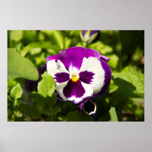 Affiche Photo de violettes violettes et blanches