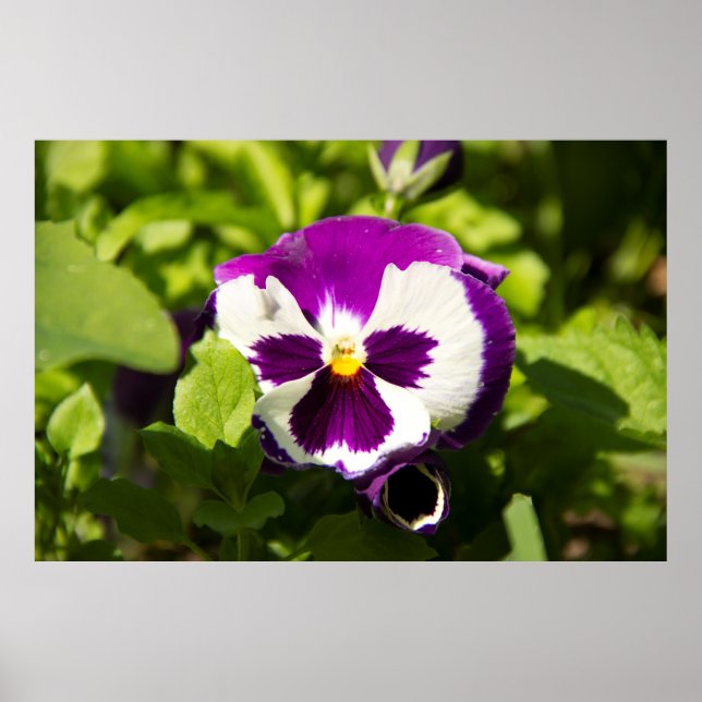 Affiche Photo de violettes violettes et blanches (Devant)