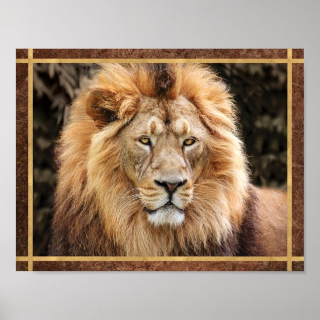 Affiche Photo de visage de lion magnifique (Devant)