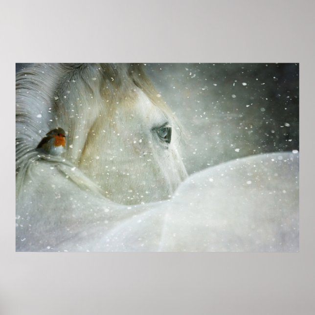 Affiche Photo de White Horse and Bird en hiver (Devant)