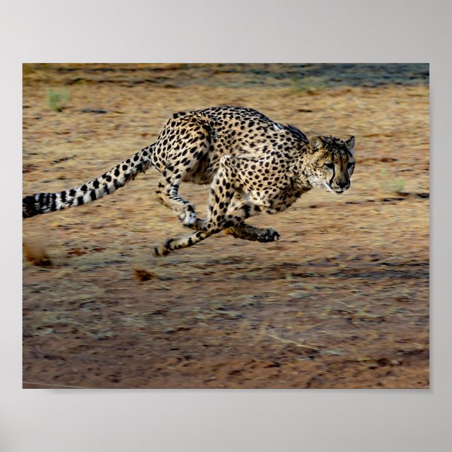Affiche Photo de Wildlife Cheetah Running (Devant)