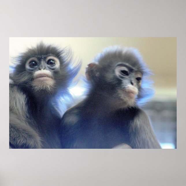 Affiche Photo des singes (Devant)