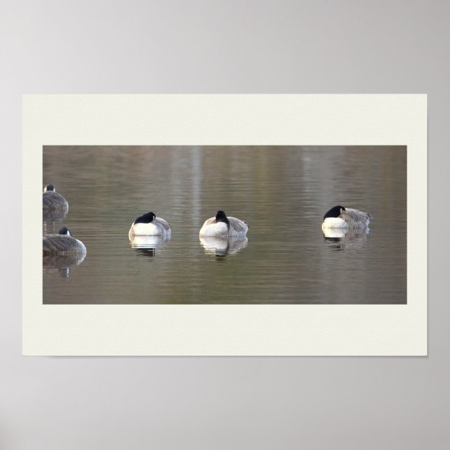 Affiche Photo D'oies (Devant)