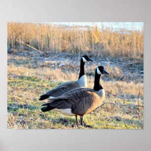 Affiche Photo d'oies du Canada