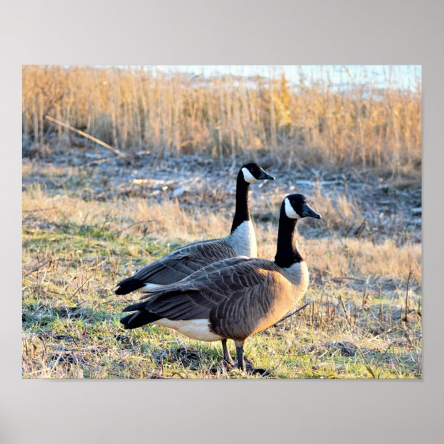 Affiche Photo d'oies du Canada (Devant)