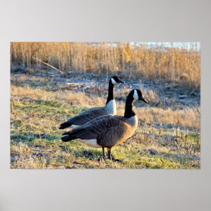 Affiche Photo d'oies du Canada