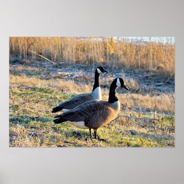 Affiche Photo d'oies du Canada (Devant)