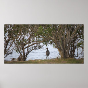Affiche photo d'oiseau en attente