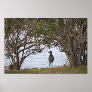 Affiche photo d'oiseau en attente
