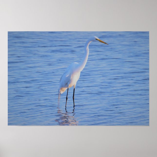 Affiche Photo d'oiseau héron (Devant)