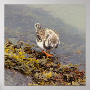 Affiche Photo d'Oiseau sur Roche