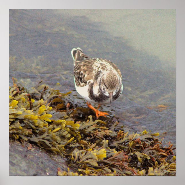 Affiche Photo d'Oiseau sur Roche (Devant)