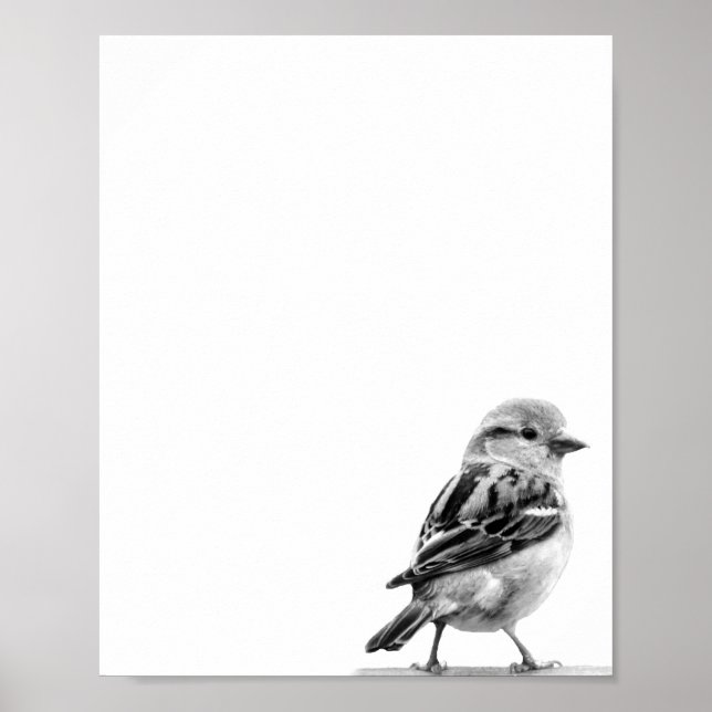 Affiche Photo d'oiseaux sauvages mignons en noir et blanc (Devant)