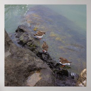 Affiche photo d'oiseaux sur des rochers