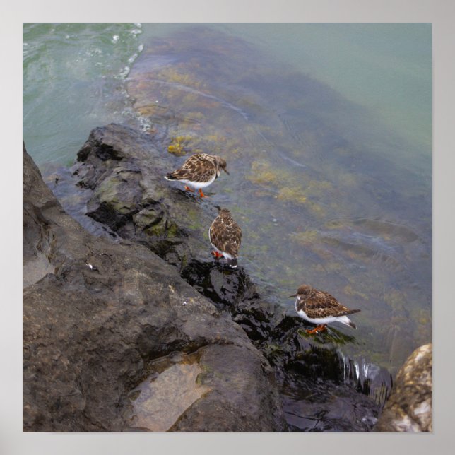 Affiche photo d'oiseaux sur des rochers (Devant)