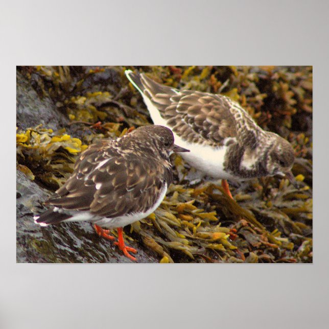 Affiche Photo d'Oiseaux sur des Roches (Devant)