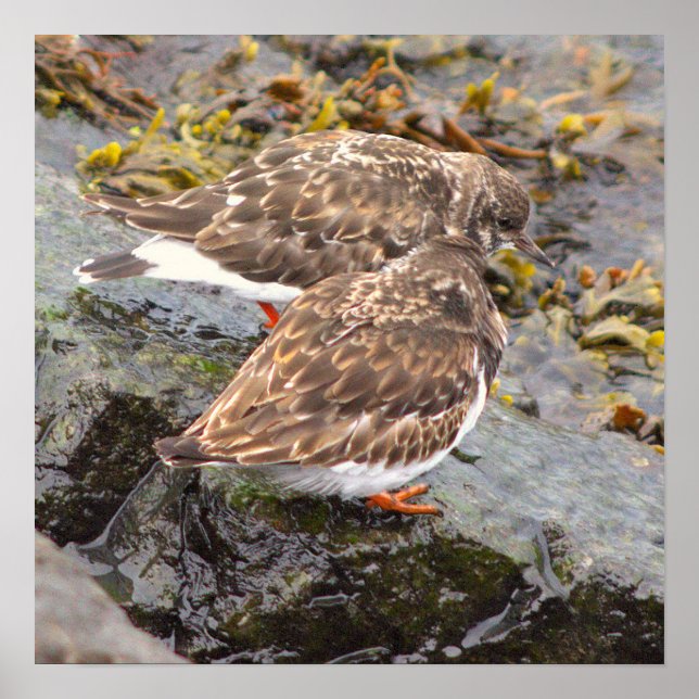 Affiche photo d'oiseaux sur les rochers (Devant)