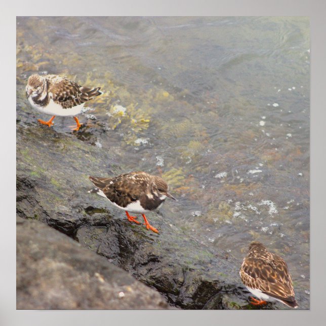 Affiche photo d'oiseaux sur rocher (Devant)