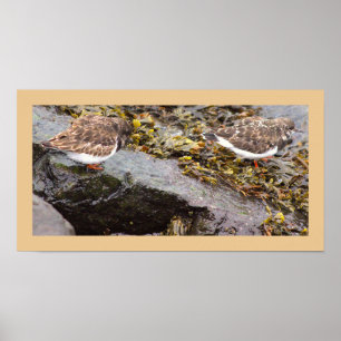 Affiche Photo d'Oiseaux sur Roches