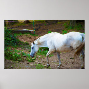 Affiche Photo du Cheval Blanc