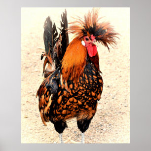 Affiche Photo du coq 136