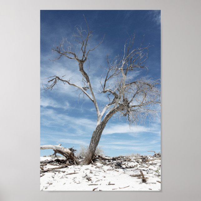 Affiche Photo du parc national White Sands Zion (Devant)