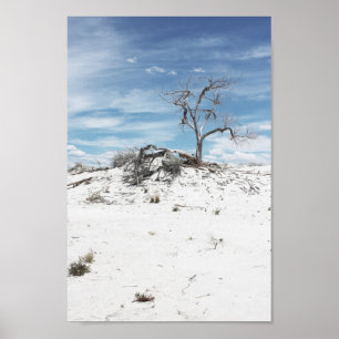 Affiche Photo du parc national White Sands Zion