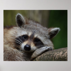 Affiche Photo du Raccoon mignon