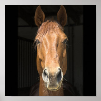 Affiche Photo du visage du cheval