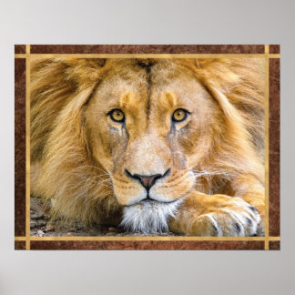 Affiche Photo du visage du lion