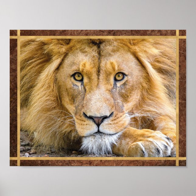 Affiche Photo du visage du lion (Devant)
