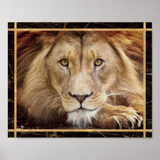 Affiche Photo du visage du lion Photo de l'image Imprimer