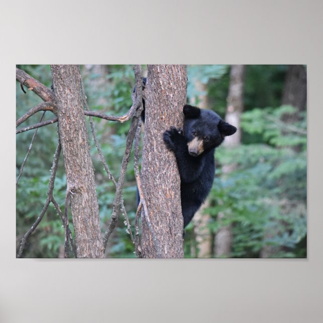 Affiche Photo d'un adorable ourson noir dans un arbre (Devant)
