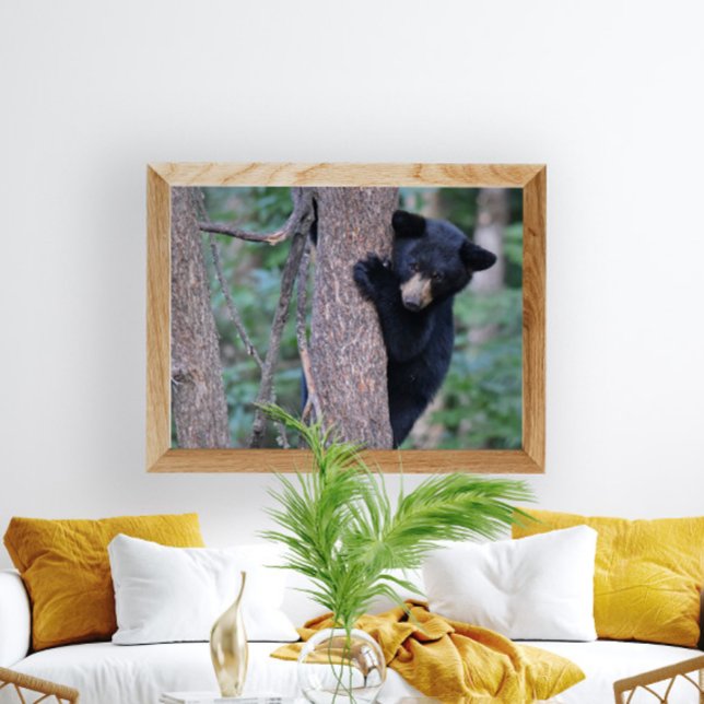 Affiche Photo d'un bébé ours noir joueur dans un arbre (Créateur téléchargé)