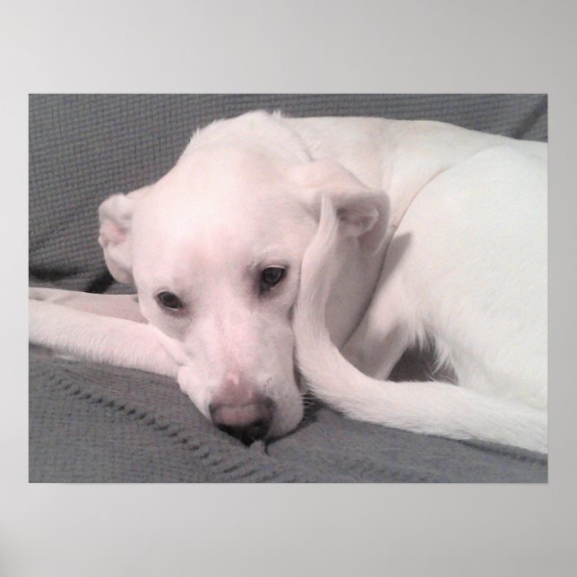 Affiche Photo d'un chien blanc avec une queue incurvée con (Devant)
