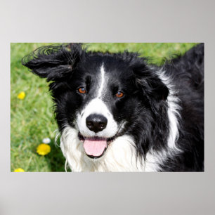 Affiche Photo d'un chien heureux